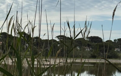 Stage carnet de voyage à Hyères / Giens – 4 jours