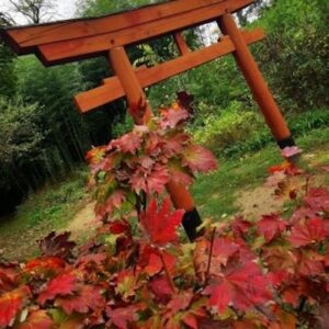 Stage carnet de voyage: Jardin ZEN – Erik Borja -2 jours – 31 octobre- 1er novembre 2026